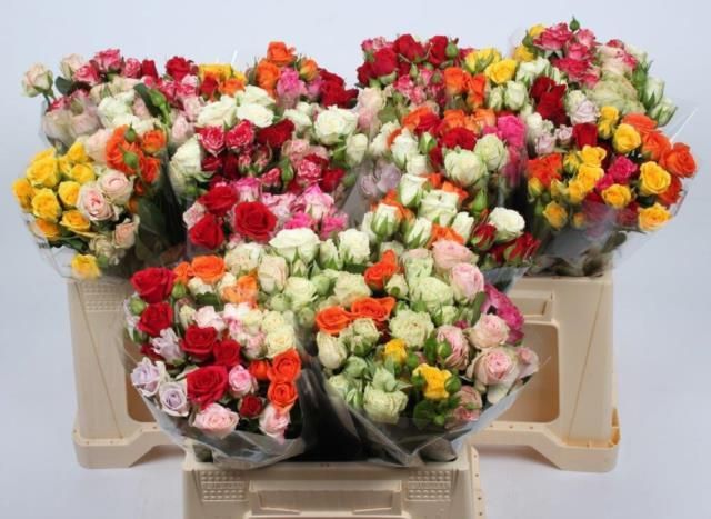 Роза куст. Микс в пачке 40, шт. Роза куст. Микс в пачке 40, шт.