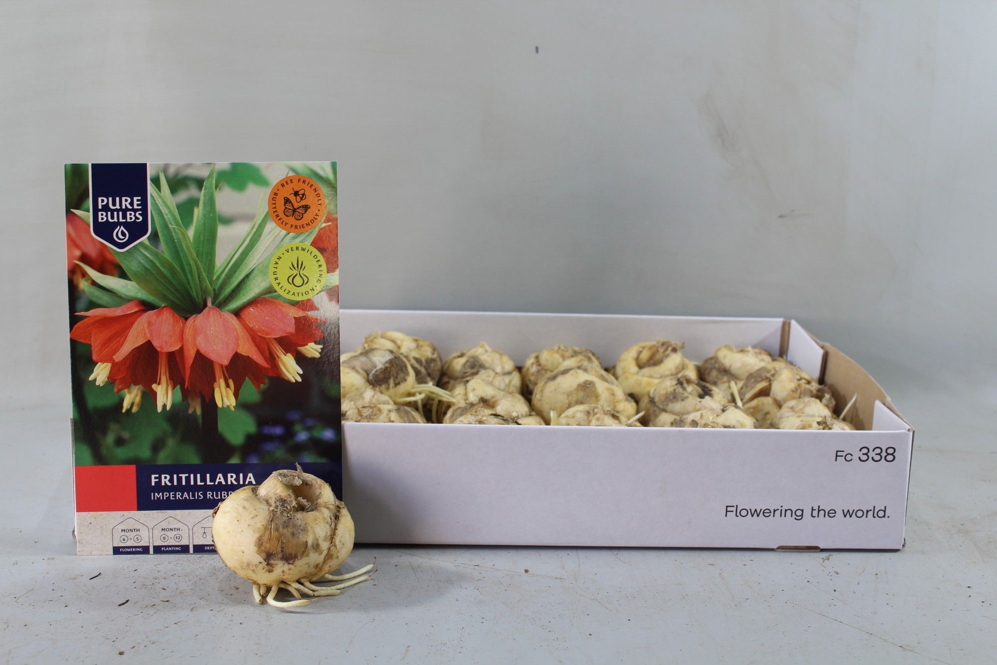 Fritillaria Imperalis Rubra droge bol, D 22 cm