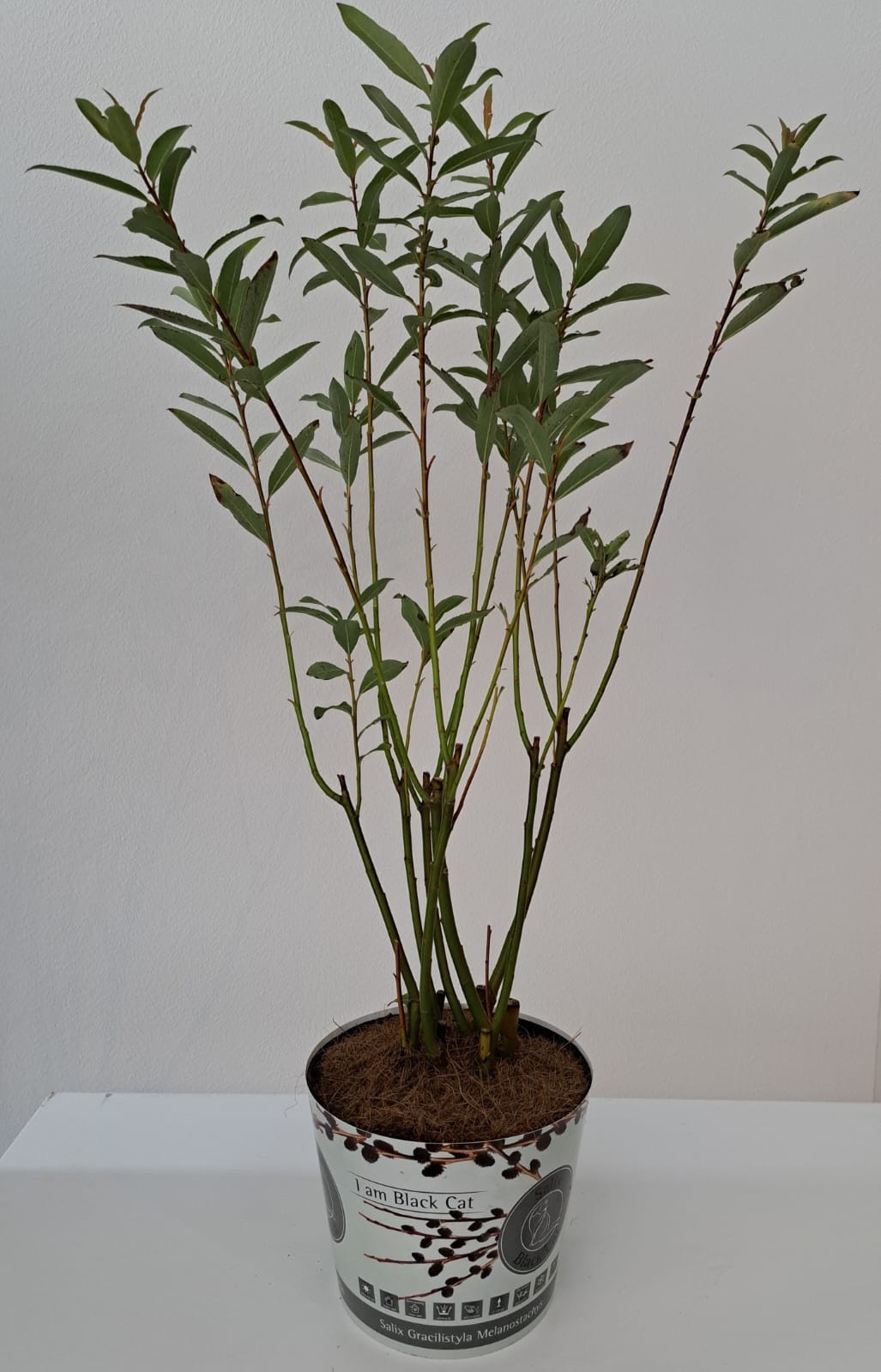 Salix Kurome bush P17 potcover, D 17 cm