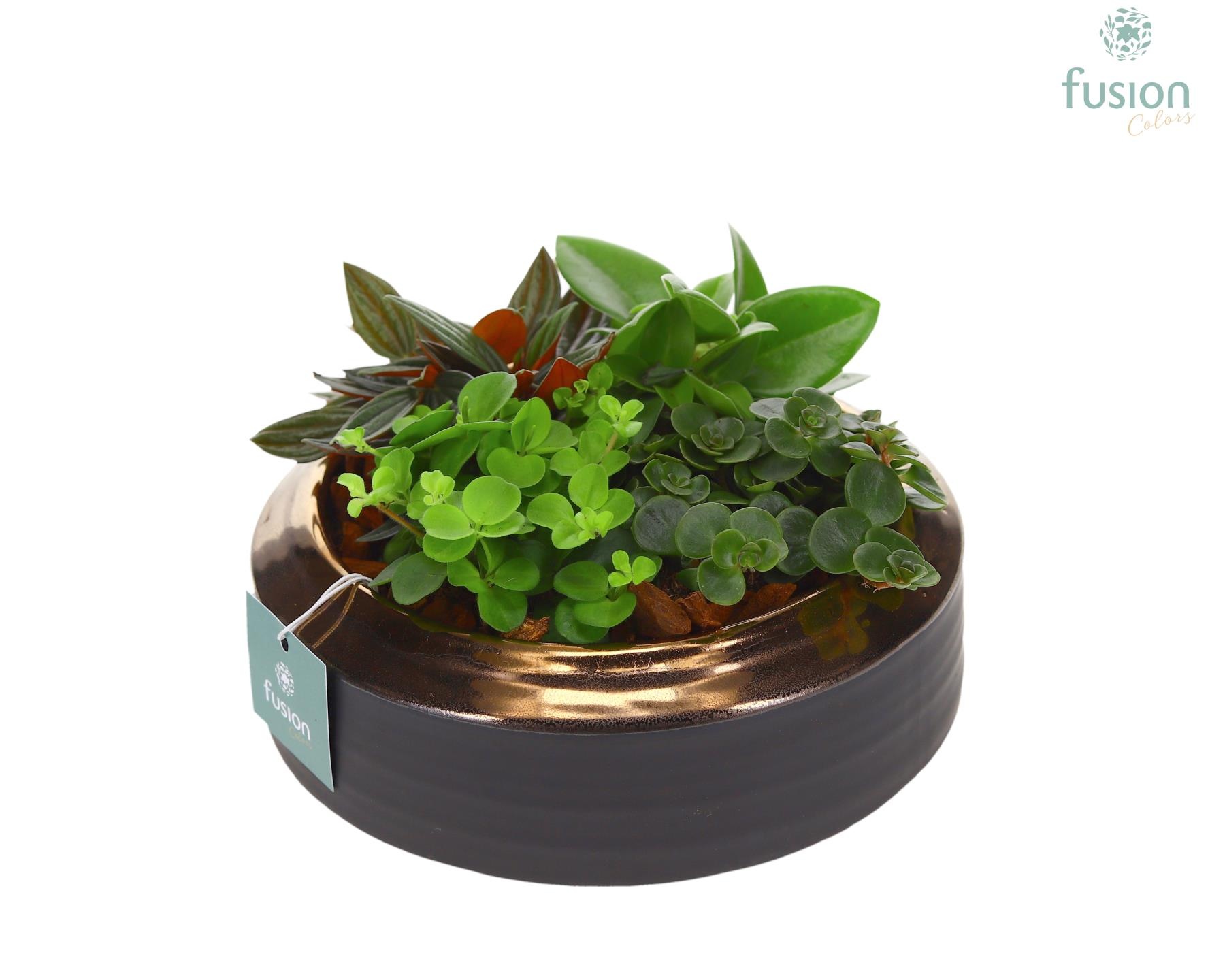 Schaal keramiek brons Medium met groene planten, D 19