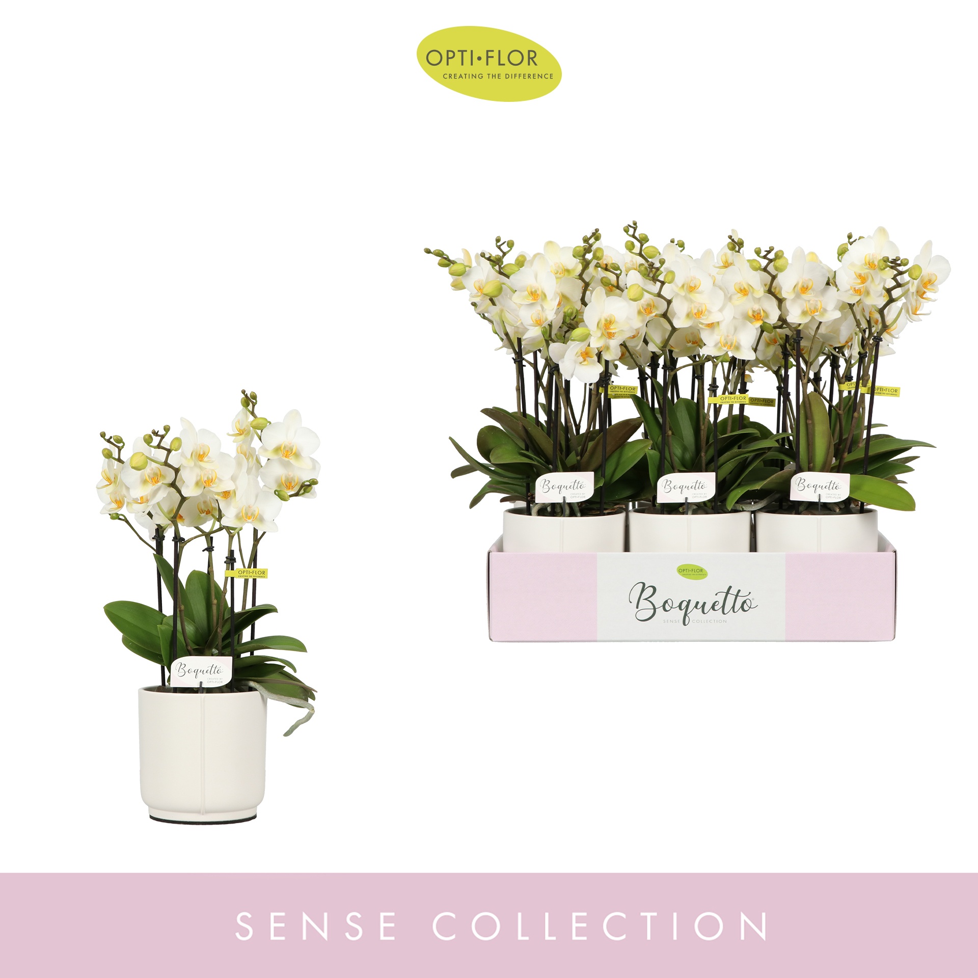 Boquetto Beauty 3-5 spike in Lazio White, D 12 cm