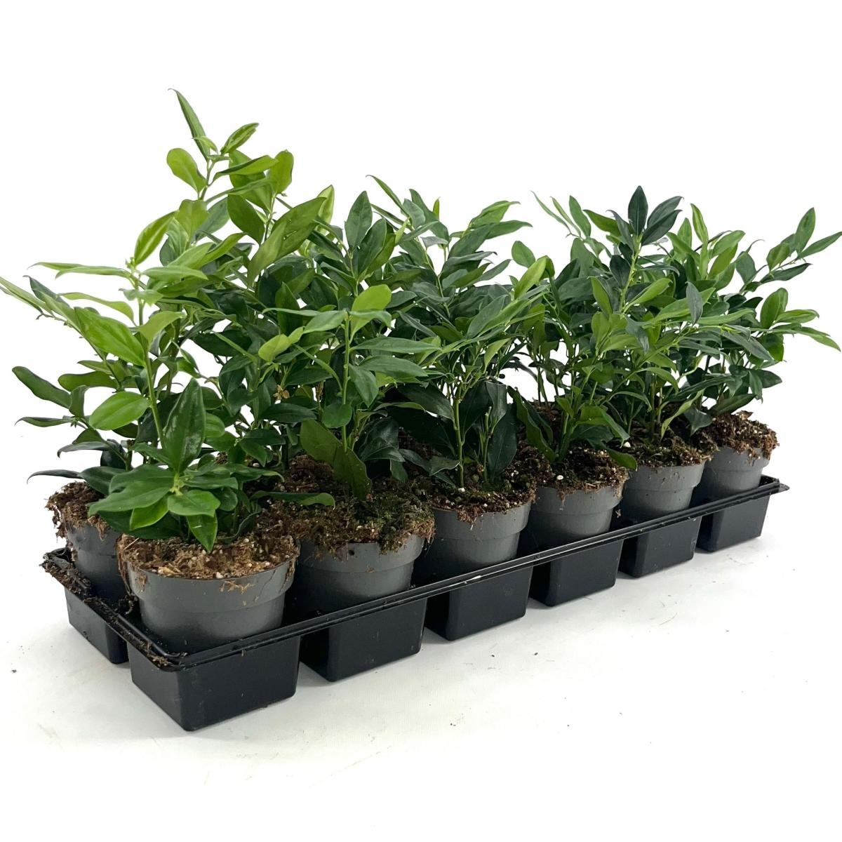 Sarcococca confusa, D 9 cm Sarcococca confusa, D 9 cm