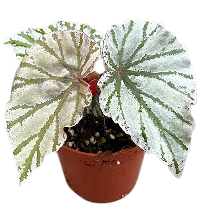 Begonia Looking Glass, D 8