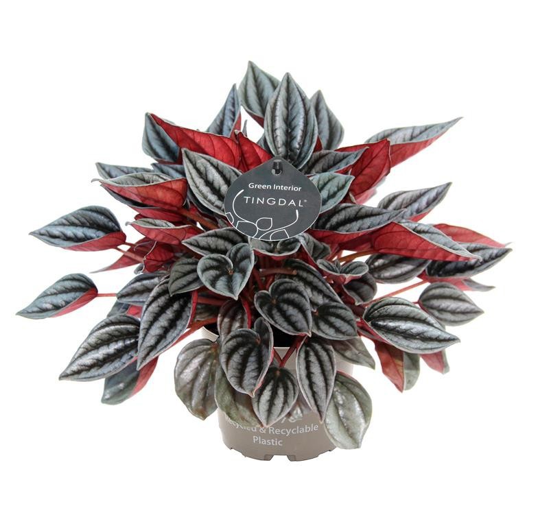 PEPEROMIA CAPERATA 'MENDOZA', D 12