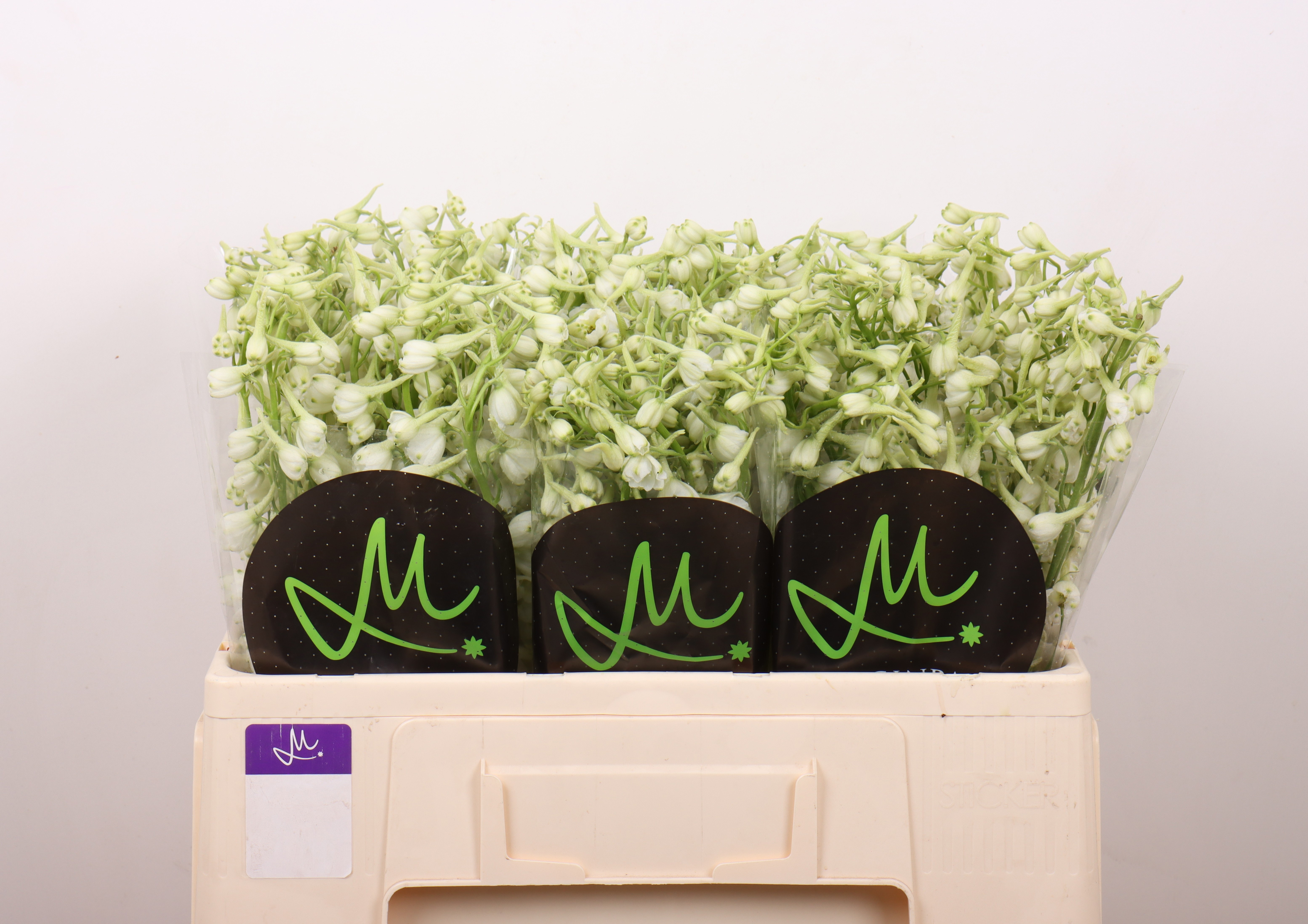 Дельфиниум од. Белла Андес Вайт 50, шт. Дельфиниум од. Белла Андес Вайт 50, шт.