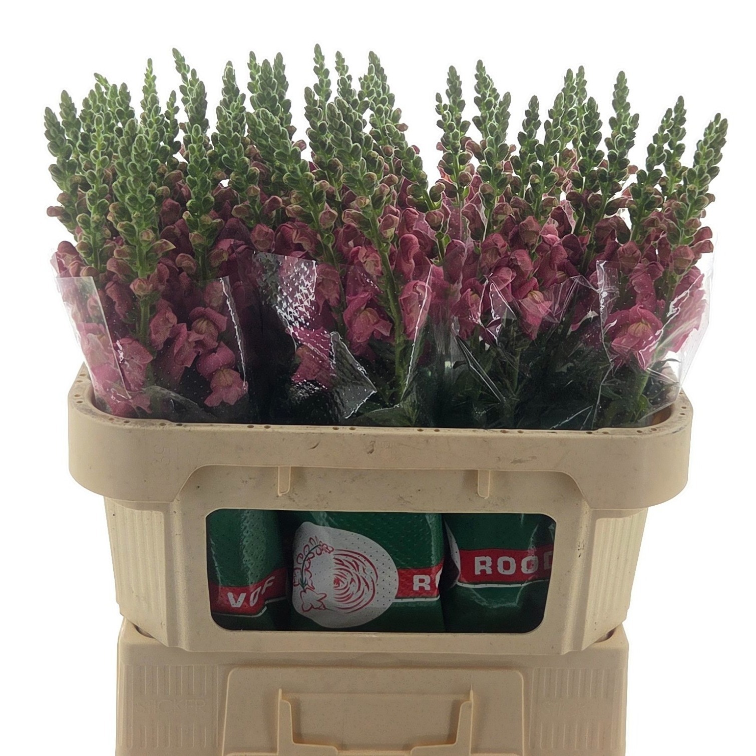 Антирринум Кул Роуз, шт.