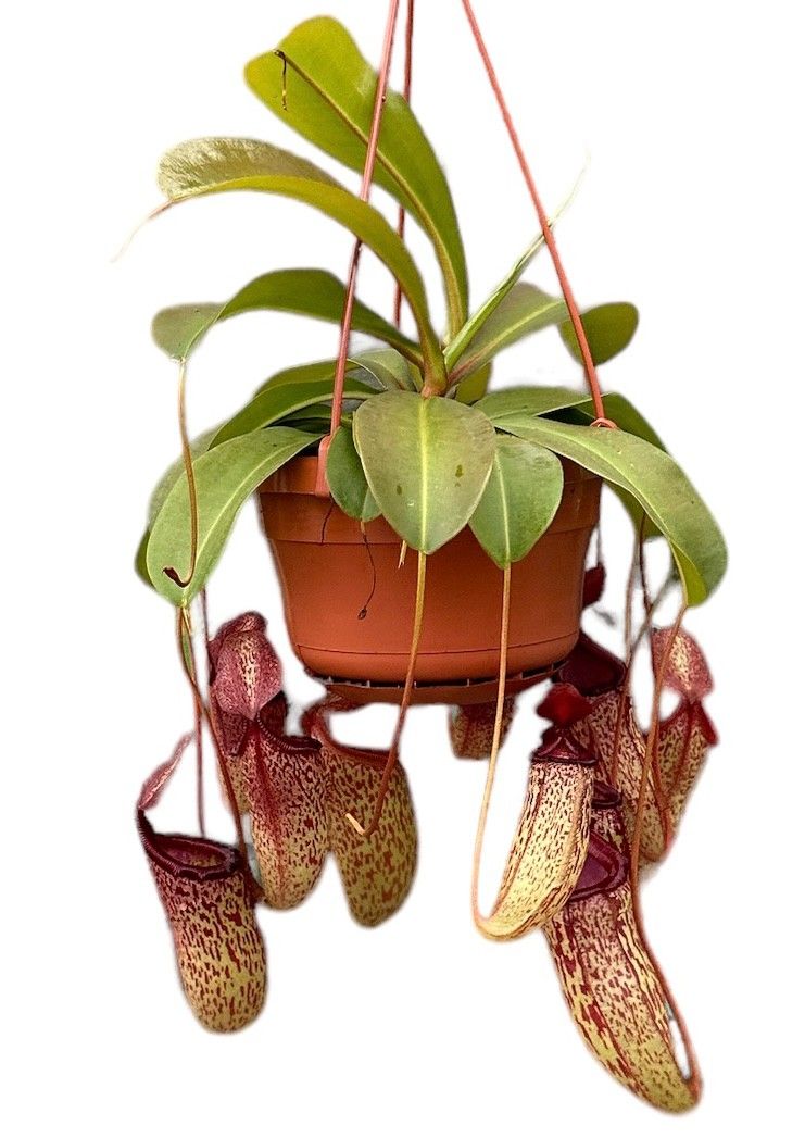 Nepenthes Monkey Jars Sam, D 14