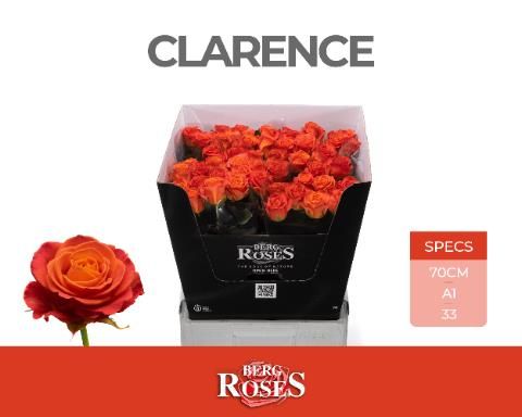 Роза од. Кларенс+ 70, шт.
