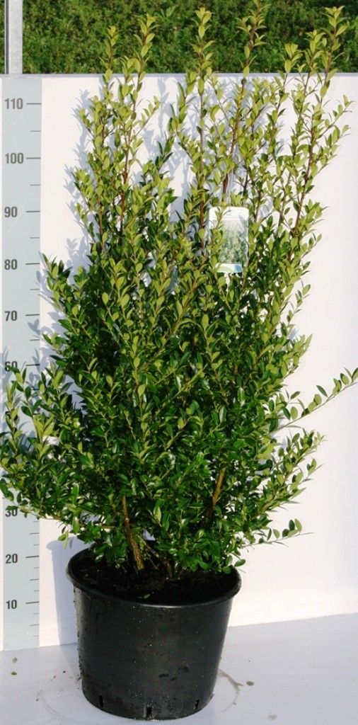 Ilex max. 'Kanehirae', D 35