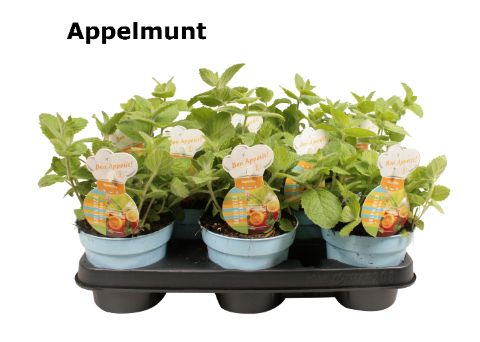 Mentha appel, D 12