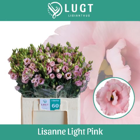 Эустома Лизанне Лайт Пинк 60 (светло-роз.), шт.