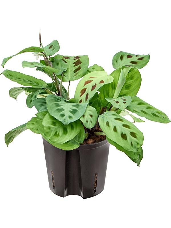 Maranta leuconeura 'Green Kim', D 13 cm