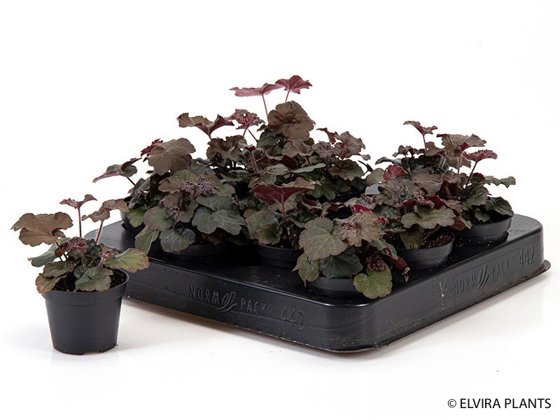 HEUCHERA-HYBRID, D 6 cm