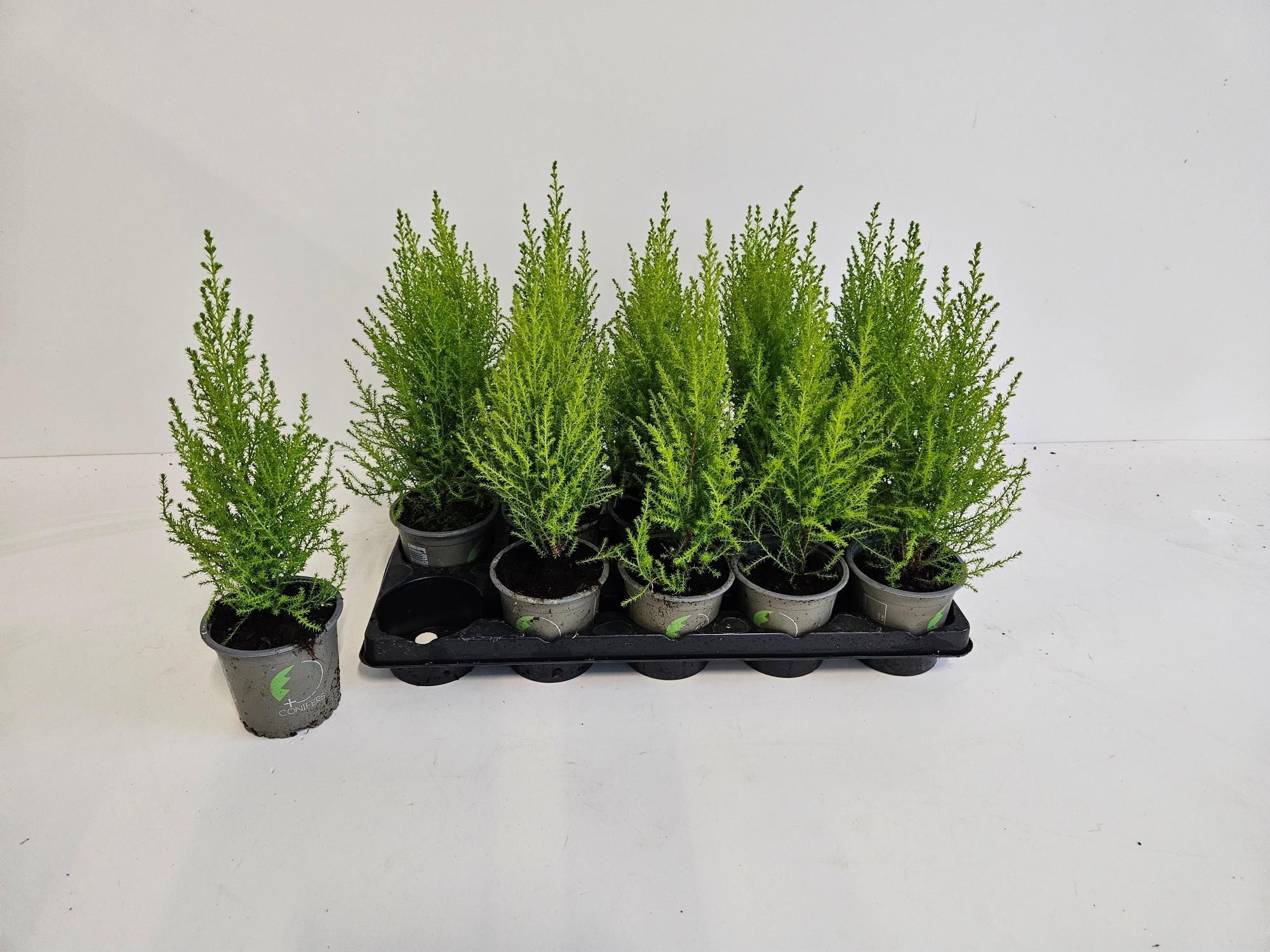 Cupressus macrocarpa 'Goldcrest Wilma', D 11