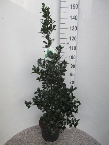 Ilex mes. Heckenfee 100-120 pyr. P28, D 28 cm Ilex mes. Heckenfee 100-120 pyr. P28, D 28 cm