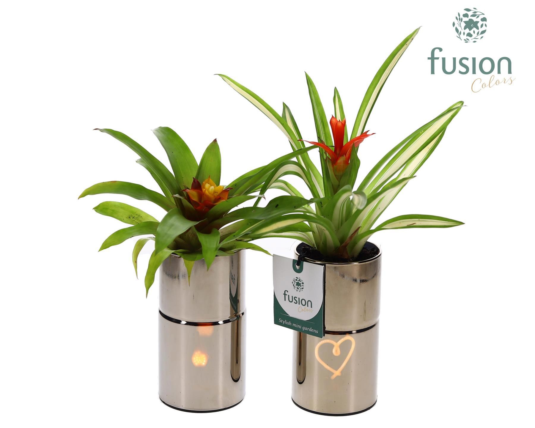 LED Glas tube planter met Guzmania, D 7