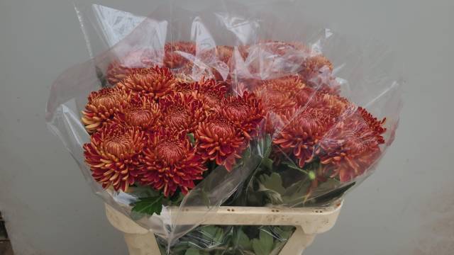 Хризантема од. Бигуди Рэд 75, шт.