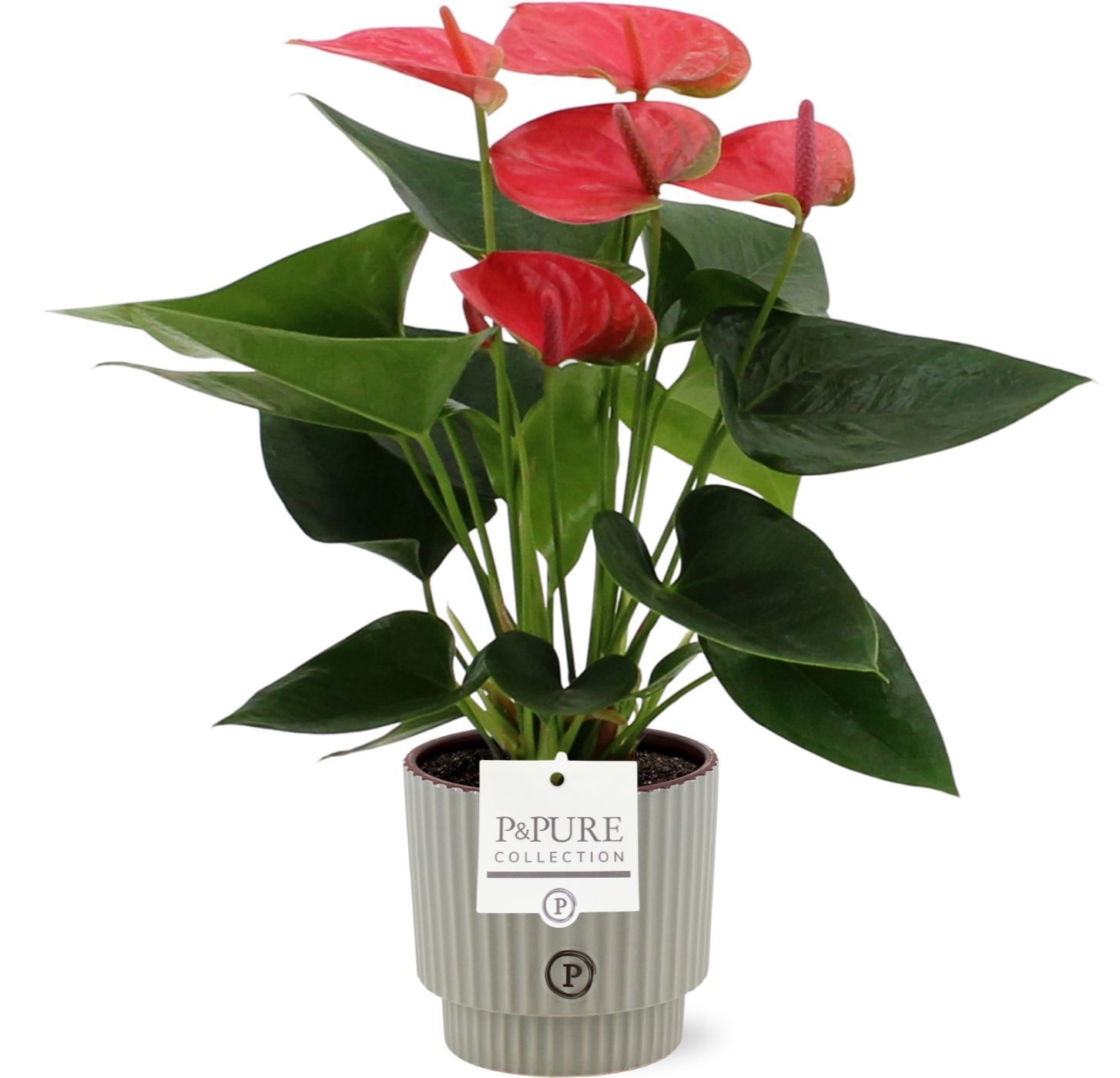 Anthurium Sweet Dream in Pure Ivy ceramics, D 12