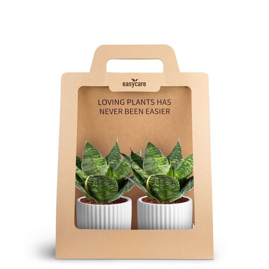 SANSEVIERIA 30690007 2-Pack Nordic White, D 7