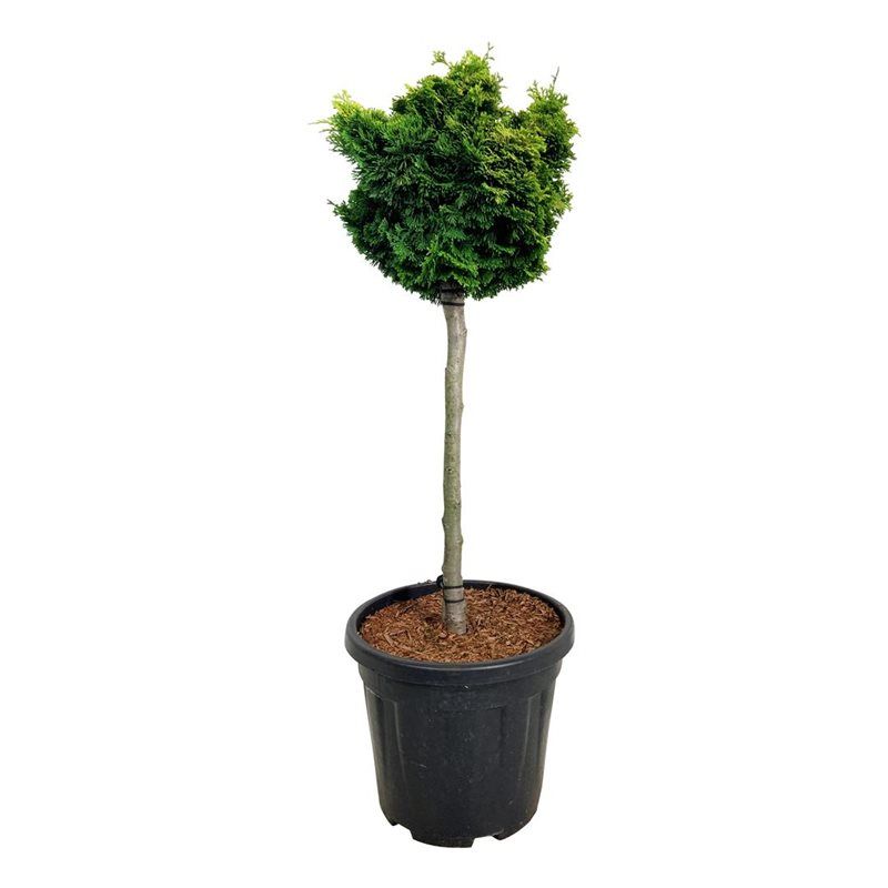 Chamaecyparis o. 'Nana Aurea', D 32