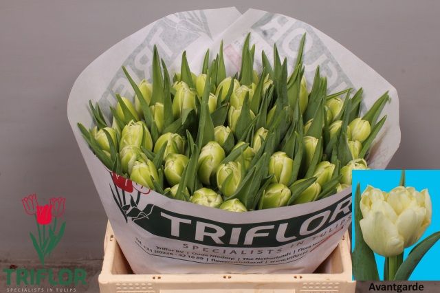 Тюльпан дв. Аван Гард (крем.), шт. Тюльпан дв. Аван Гард (крем.), шт.