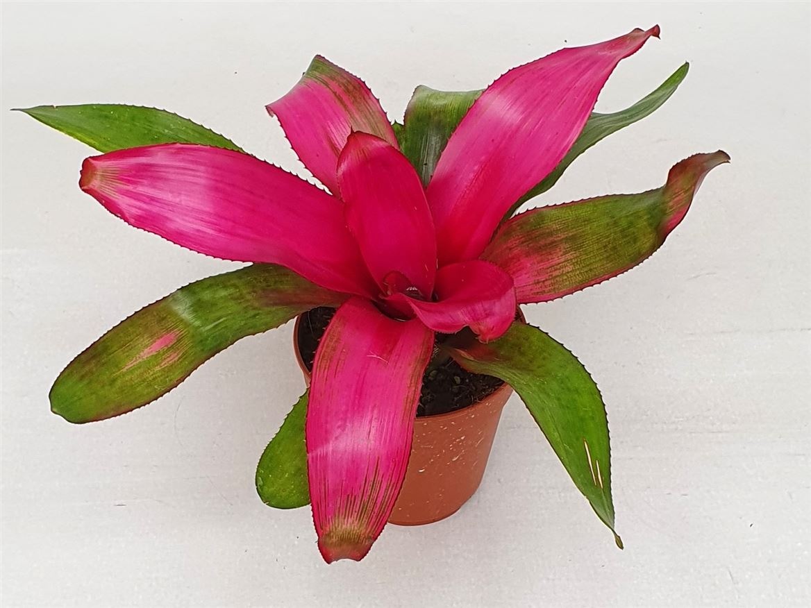 Neoregelia 'Donna', D 12
