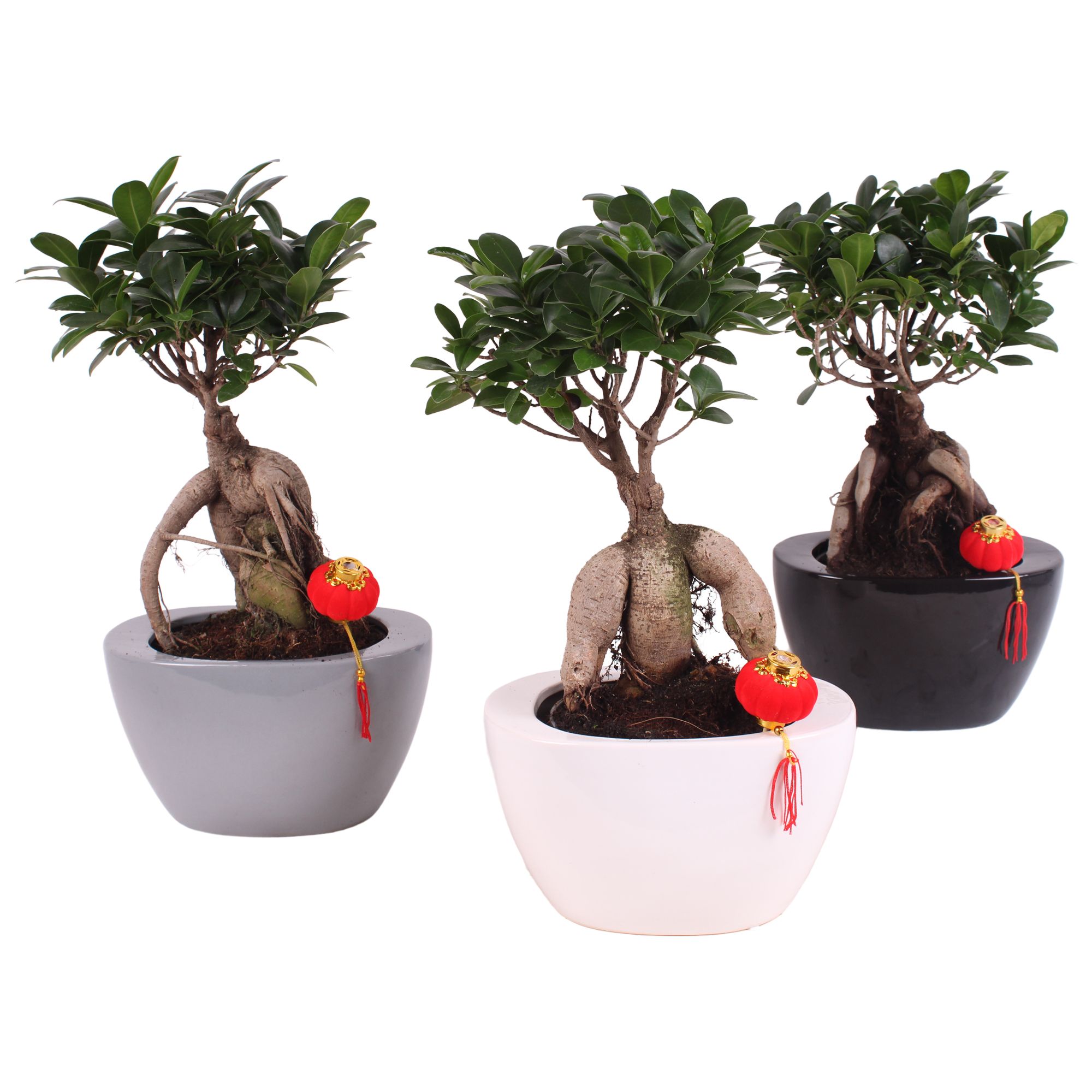 Ficus m. Ginseng pot Ø12cm in Folded pot colormix Ø19cm, D 19