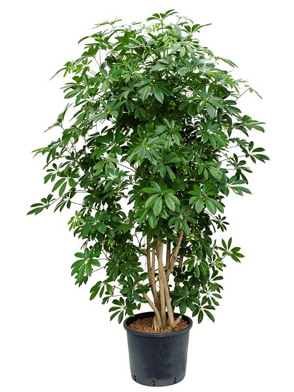 Schefflera arboricola 'Compacta', D 28 cm