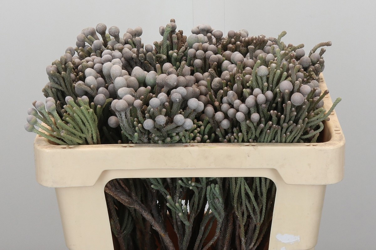 Бруния Лаевис 50 (сер.), шт.