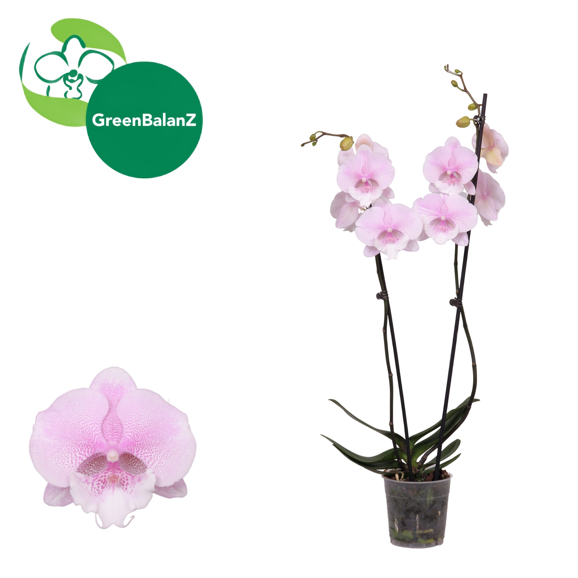 DesignZ - Queen's KizZ 2 tak, D 12