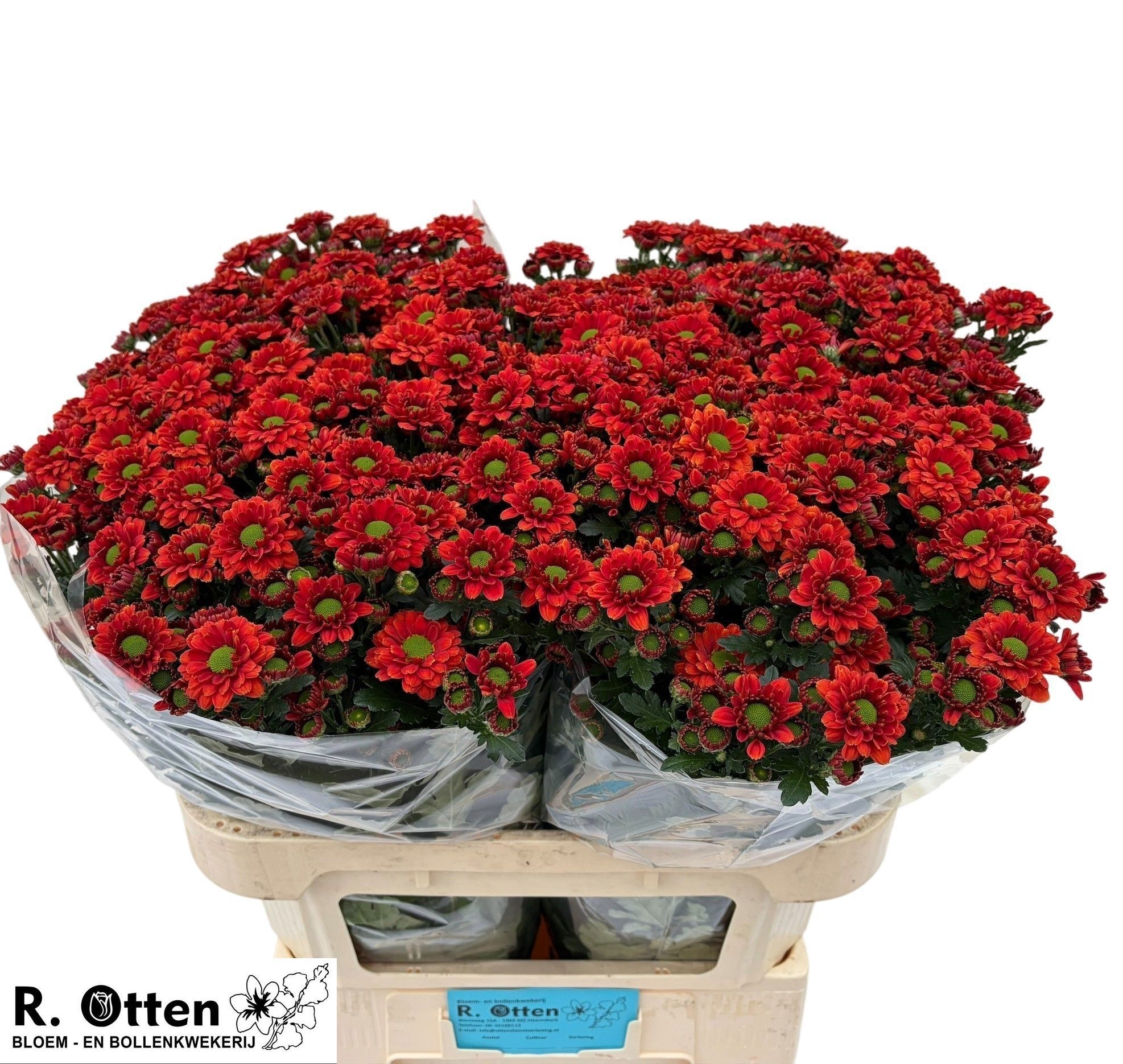 Сантини Мелисса Лайт Оранж, шт.