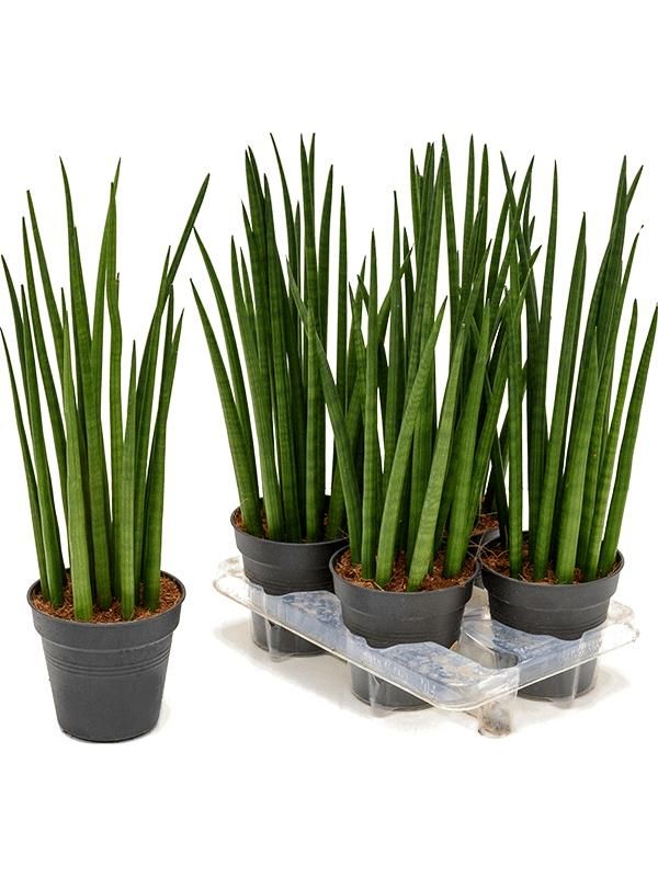 Sansevieria cylindrica 'Spikes' 4/tray, D 14