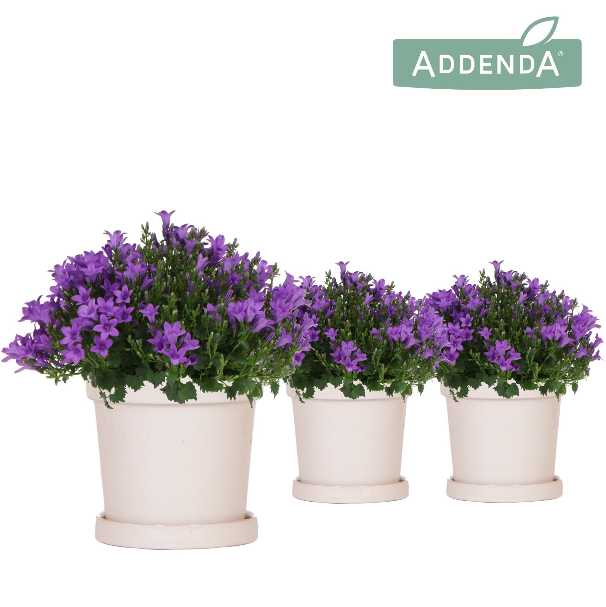 Campanula Addenda Ambella Intense purple in Flower pot sand, D 12