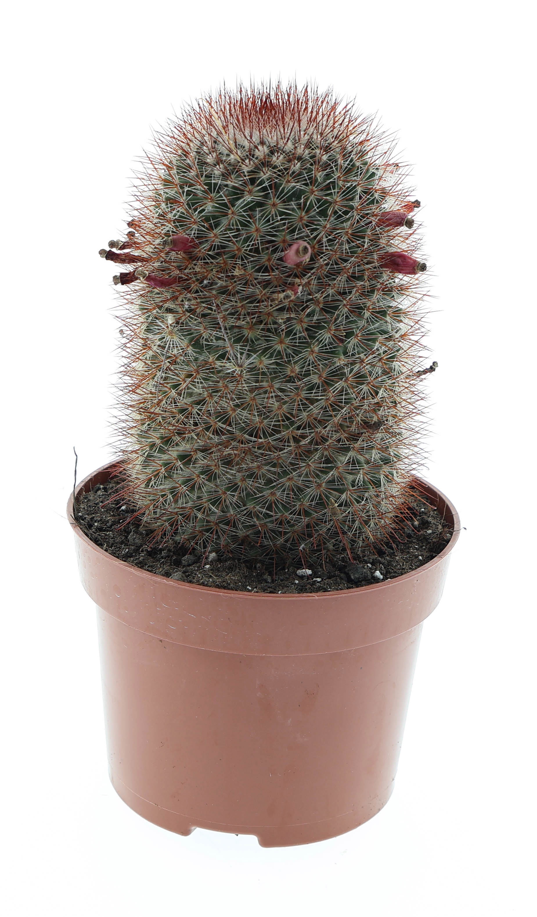 Mammillaria spinosissima E, D 12