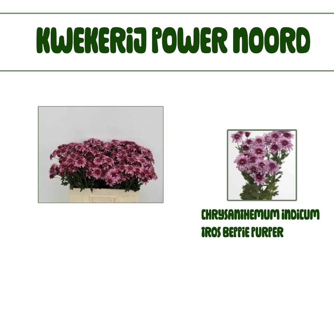 Хризантема куст. Рейган Перпл 55, шт. Хризантема куст. Рейган Перпл 55, шт.