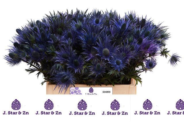 Эрингиум Альпинум 55, шт.