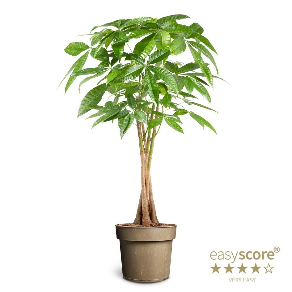 Pachira aquatica, D 24