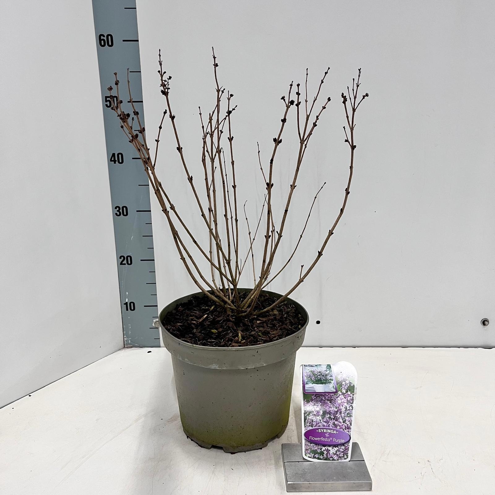 Syringa meyeri Flowerfesta® Purple ('Anny200809'PBR), D 23