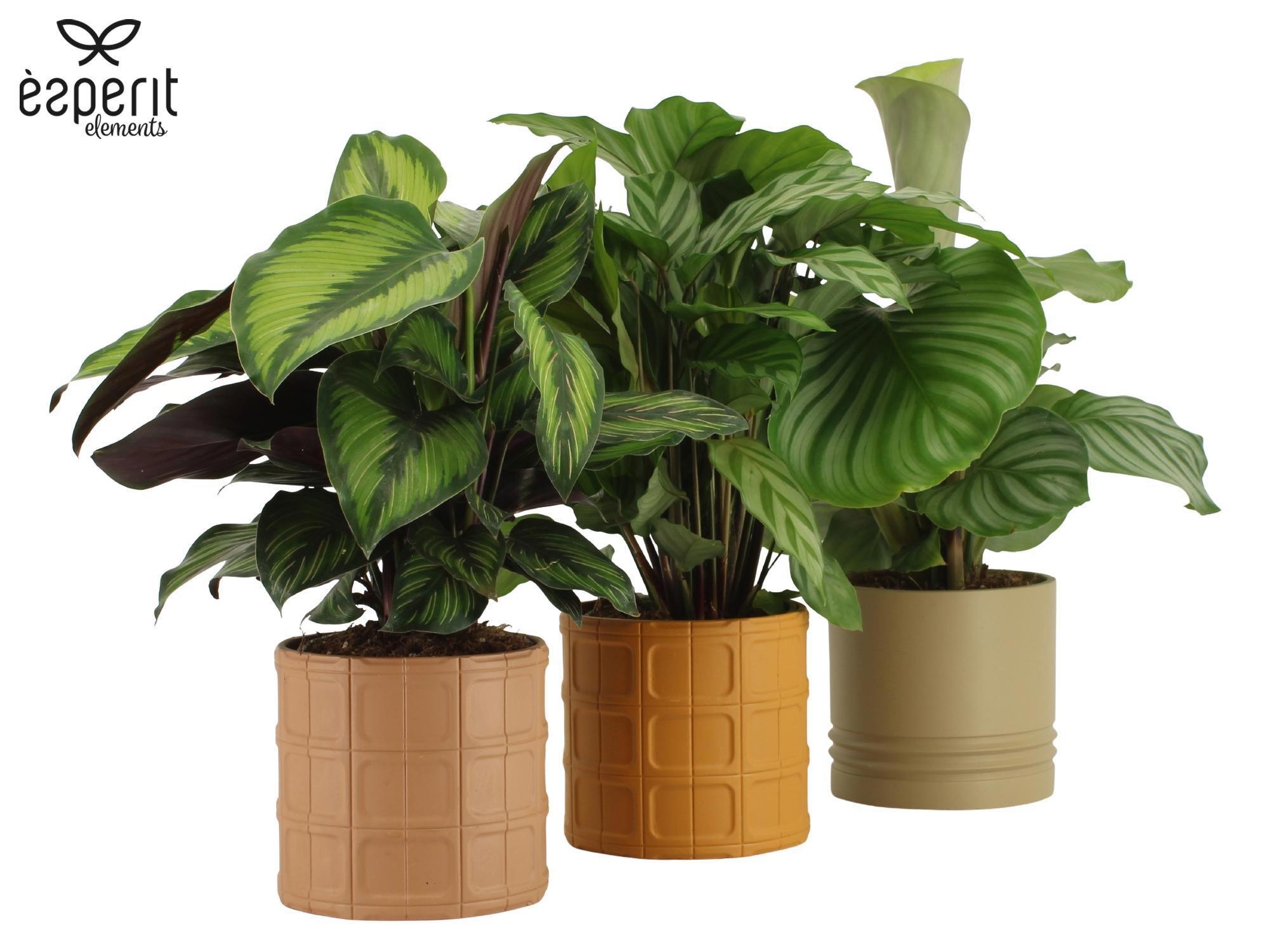 7504492: Solutionss Recreate, D 12