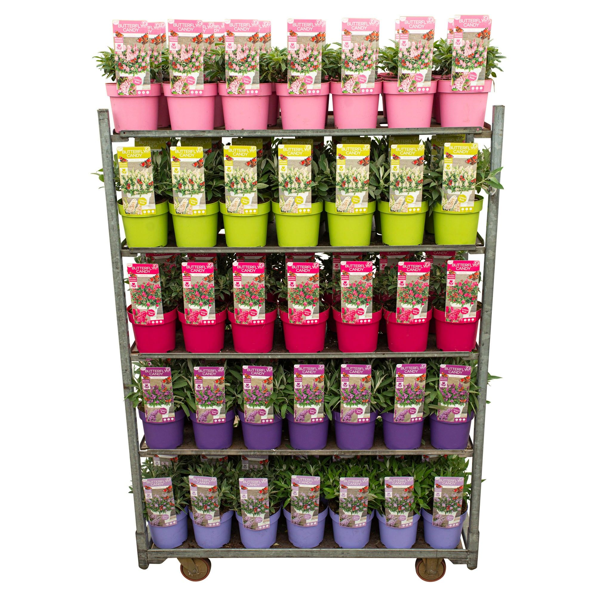 Buddleja Butterfly Candy 'Little Mix'* Volle CC*, D 19