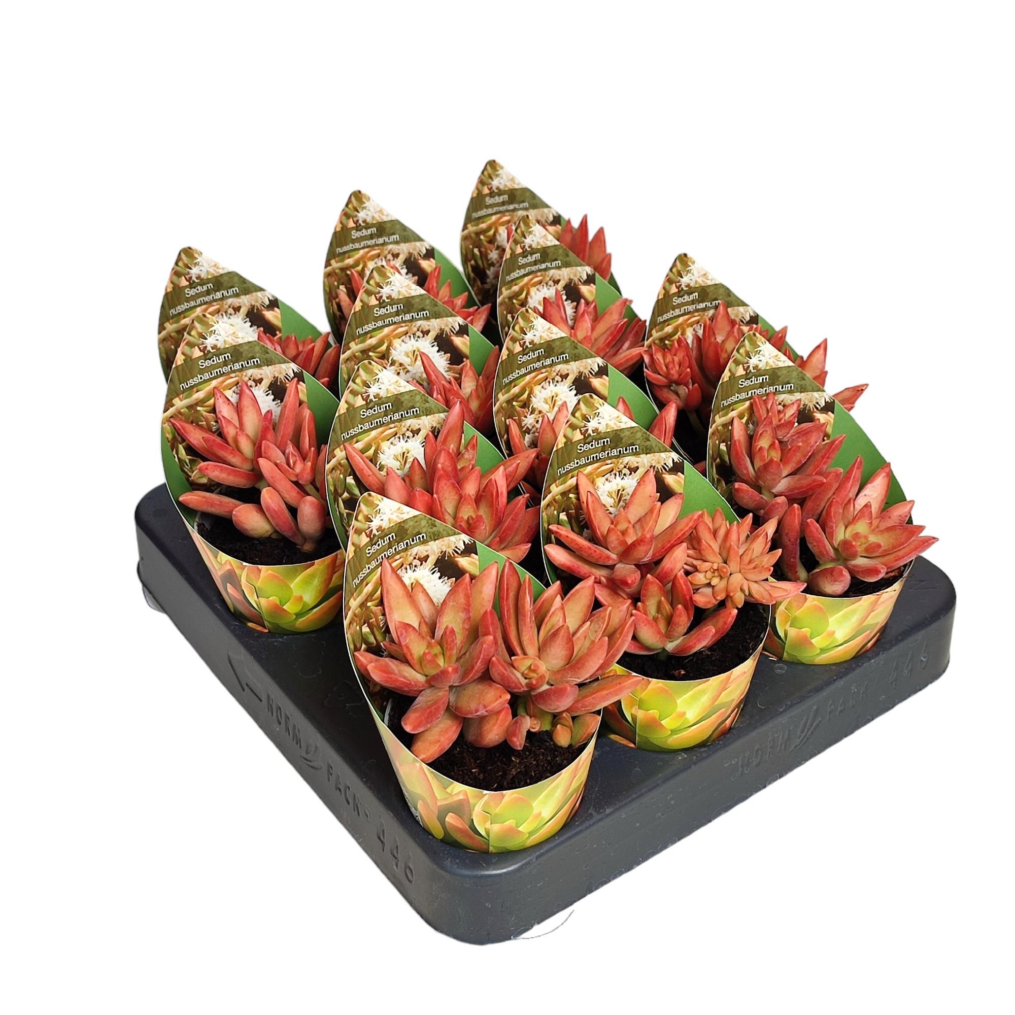 SEDUM NUSSBAUMERIANUM - POT Ø 6,5 WITH POTCOVER (SUCCULENTEN), D 6,5