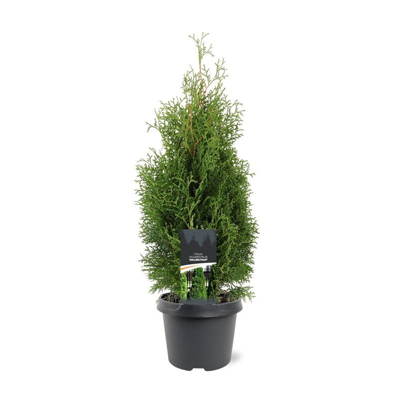 Thuja occidentalis 'Holmstrup', D 19