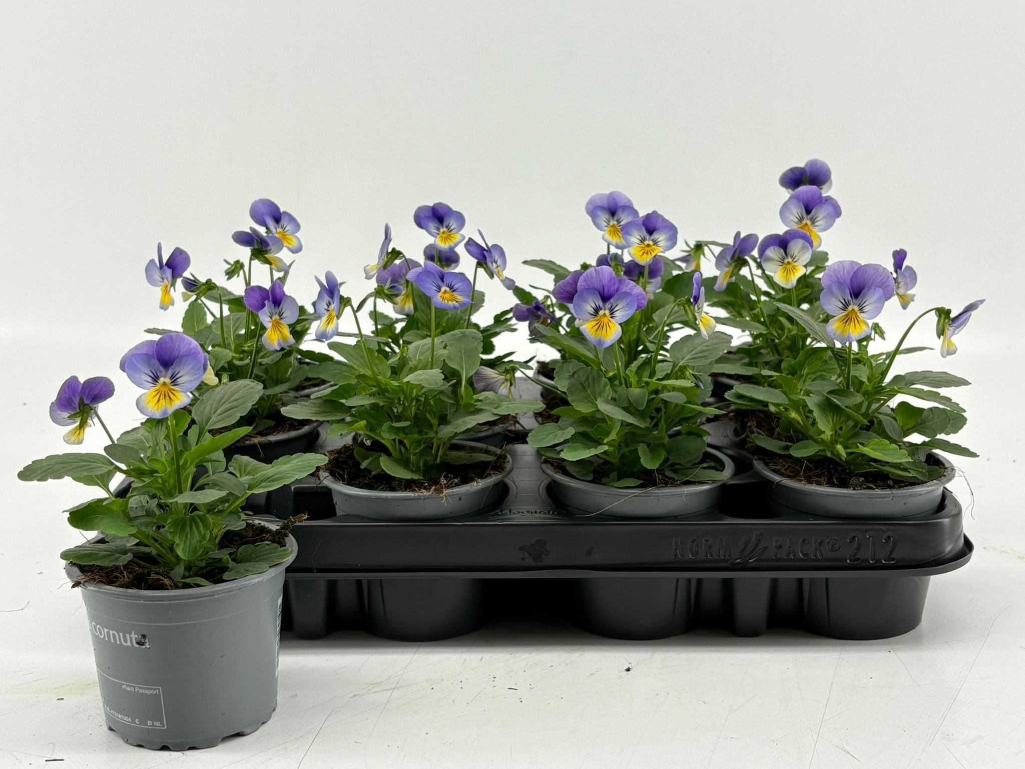 Viola Cornuta Denim, D 9 cm Viola Cornuta Denim, D 9 cm