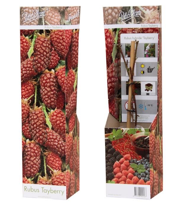 Rubus 'Tayberry', D 9