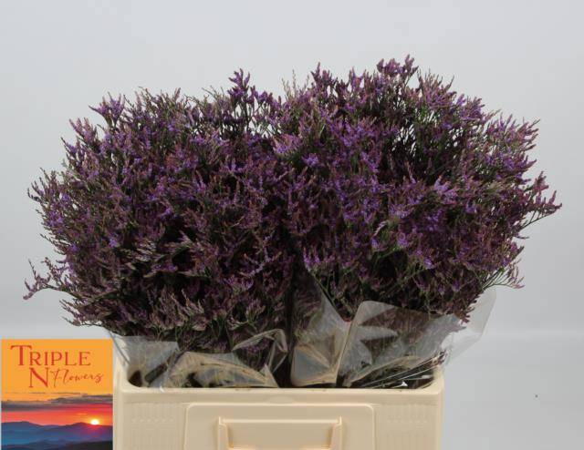 Лимониум Сафора Дарк Блю 60, шт.