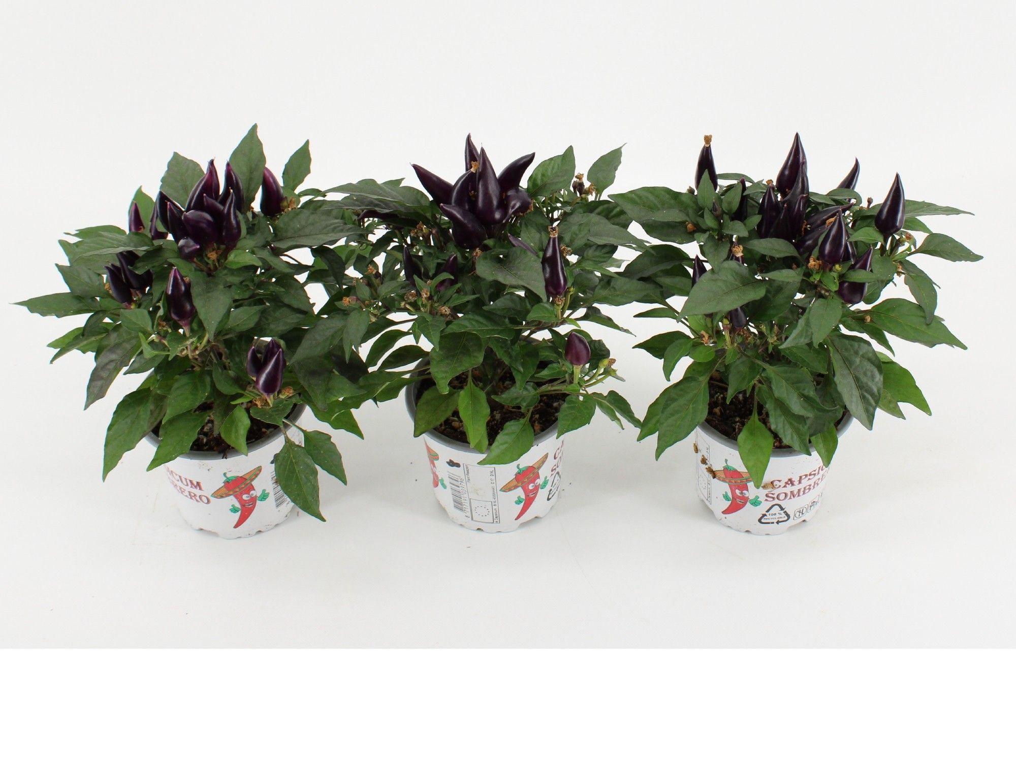 Capsicum Sombrero Acapulco Purple, D 10,5
