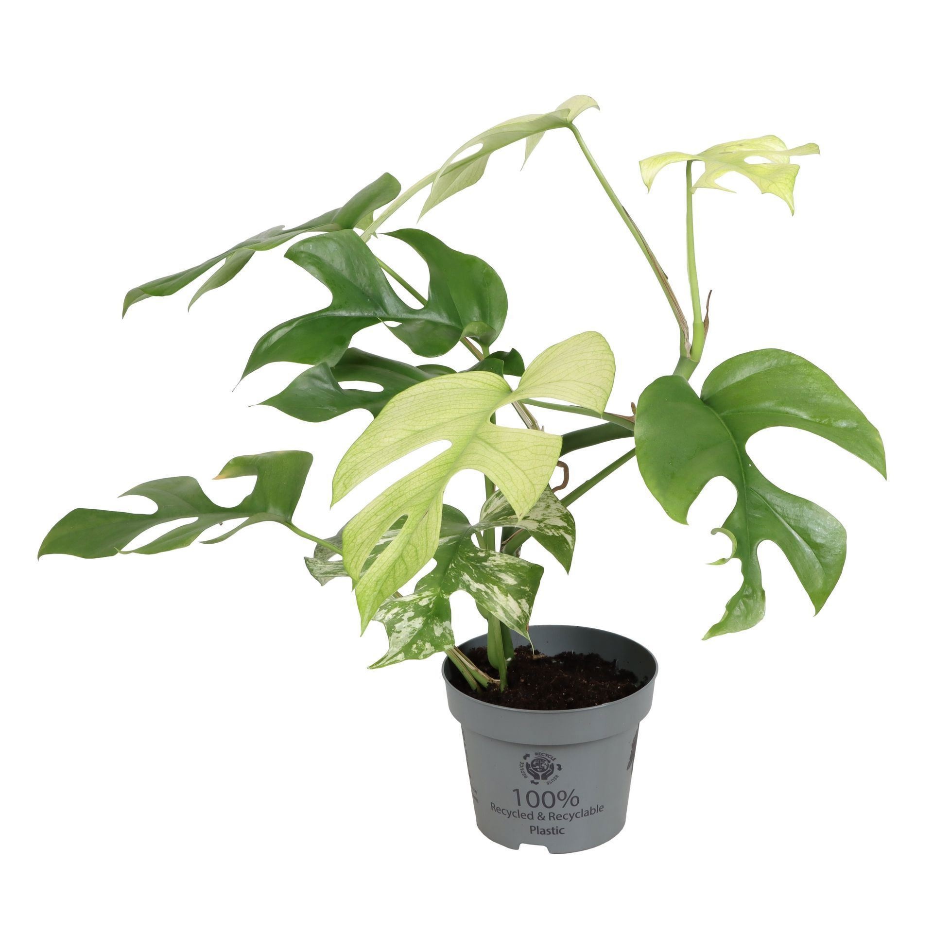 Monstera Minima Variegata 12 cm, D 12