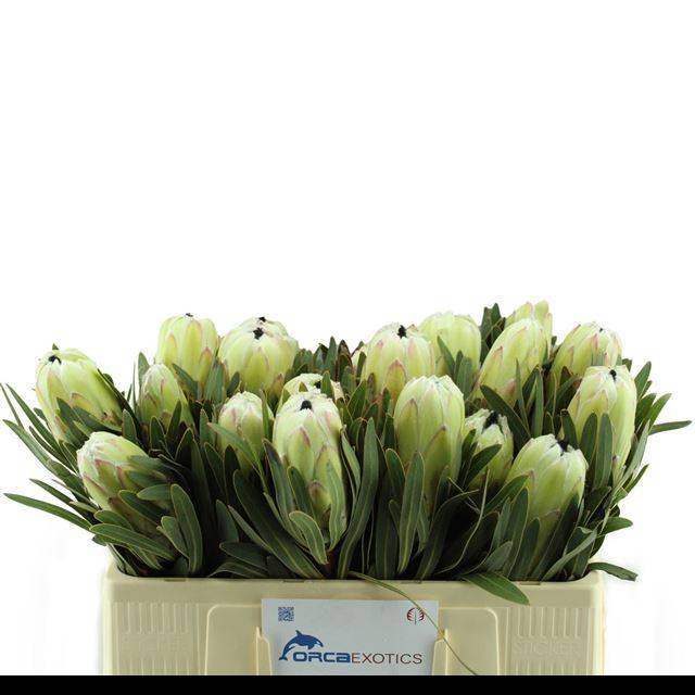 Протея Вайт Найт 60, шт.