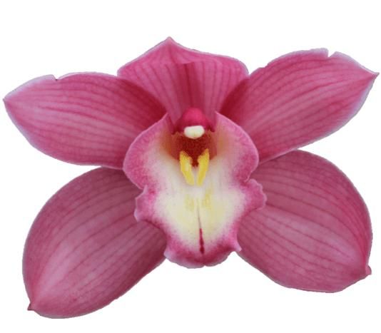 Цимбидиум Джерри x12 50, шт.