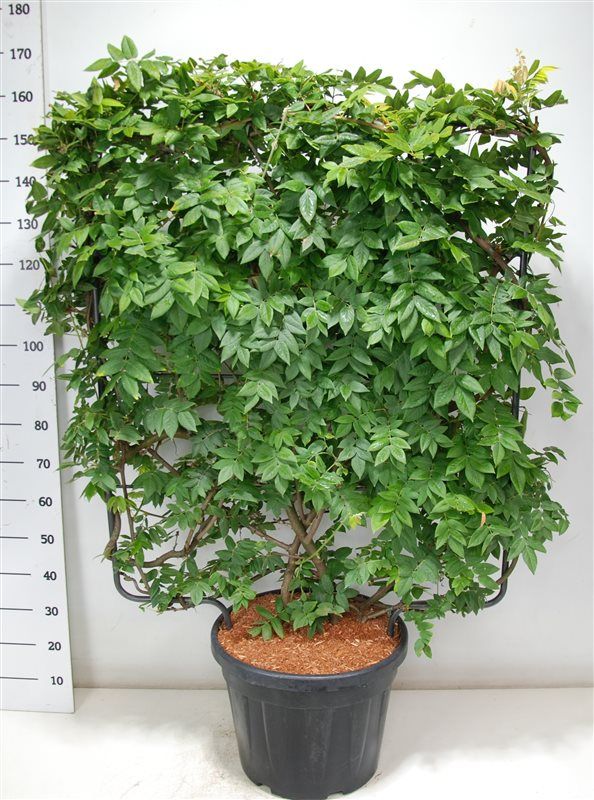 Wisteria brach. 'Yokohama fuji', D 48